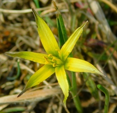Gagea maeotica