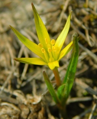 Gagea maeotica