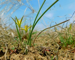 Gagea maeotica