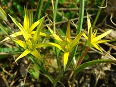 Gagea maeotica
