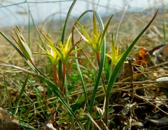 Gagea maeotica