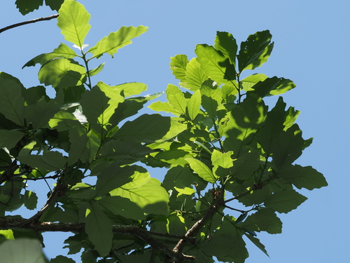 Quercus aliena iNat (1)