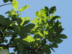 Quercus aliena
