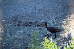 Plegadis falcinellus