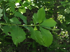 Quercus aliena