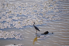 Ardea cinerea