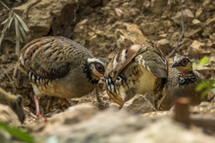 Arborophila brunneopectus brunneopectus