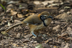 Pterorhinus pectoralis subfusus