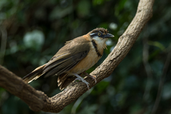 Garrulax monileger fuscatus