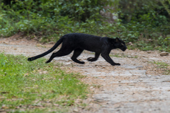 Panthera pardus delacouri