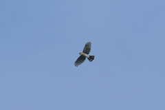 Accipiter virgatus affinis