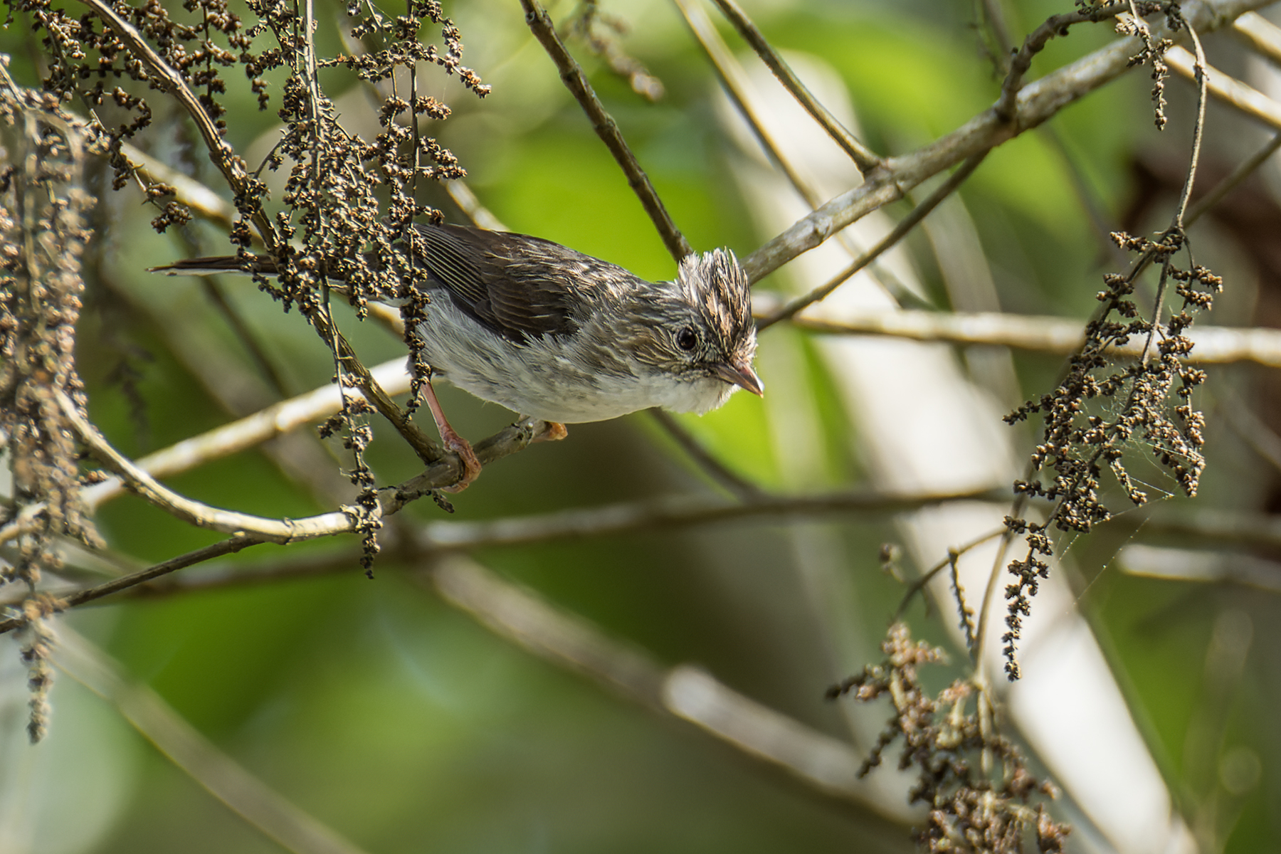 Striated Yuhina