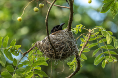 Dicrurus hottentottus hottentottus
