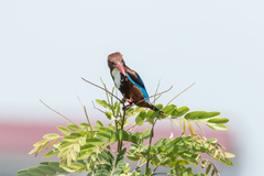 Halcyon smyrnensis perpulchra