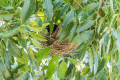 Dicrurus macrocercus thai