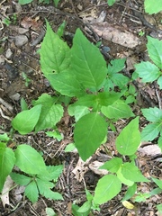 Circaea canadensis