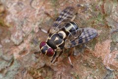 Scholastinae