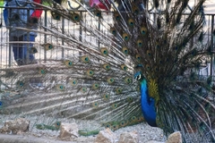 Pavo cristatus