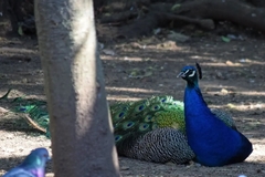 Pavo cristatus