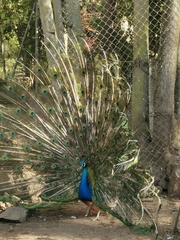 Pavo cristatus