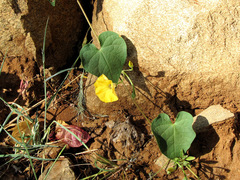 Ipomoea ochracea