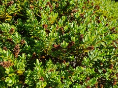 Veronica topiaria