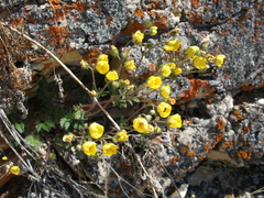 Potentilla olchonensis