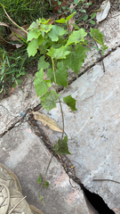 Mikania micrantha