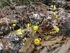 Potentilla olchonensis