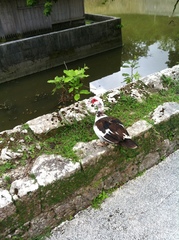 Cairina moschata domestica