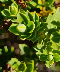 Veronica topiaria