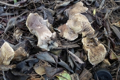 Phellodon violascens