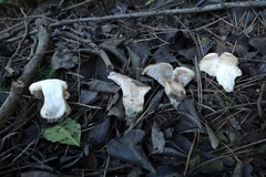 Phellodon violascens