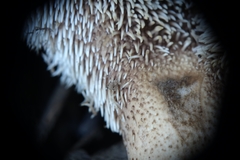 Phellodon violascens