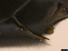 Tricholabus