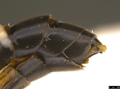 Tricholabus