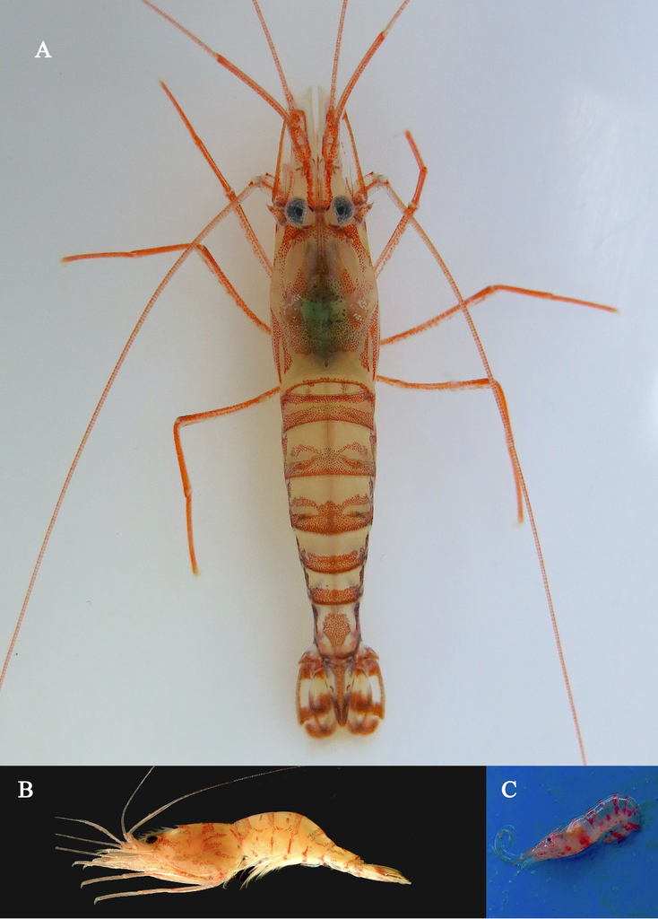 Lysmata uncicornis