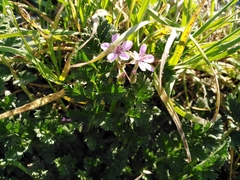 Erodium cicutarium
