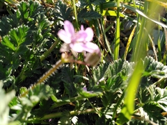 Erodium cicutarium
