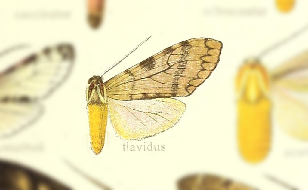 Praeamastus flavidus