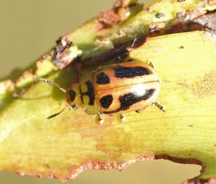 Calomela crassicornis