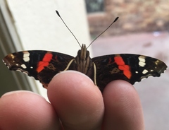 Vanessa atalanta