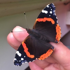 Vanessa atalanta