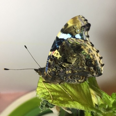 Vanessa atalanta