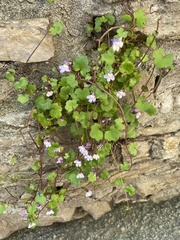 Cymbalaria muralis