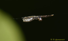 Miagrammopes orientalis