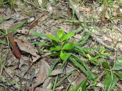 Persoonia cornifolia