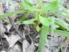Persoonia cornifolia