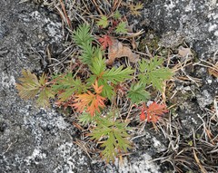 Potentilla arctica