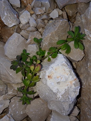 Galium verrucosum